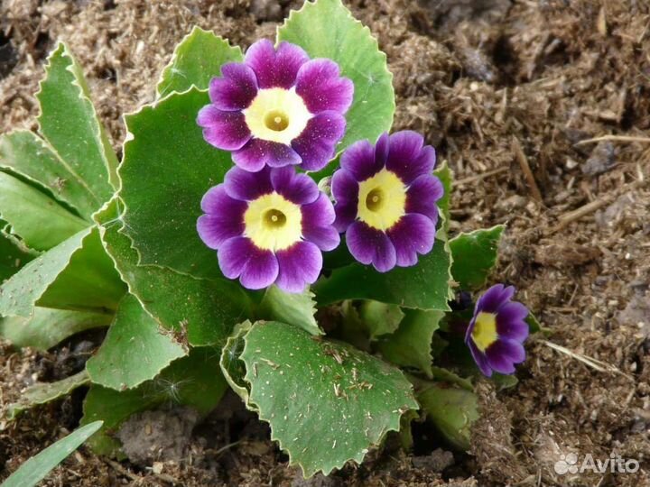 Многолетники для цветника