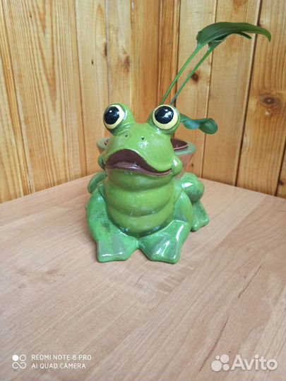 Кашпо лягушка с цветком дримиопсис