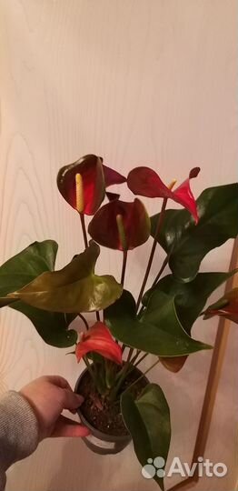 Антуриум Фэнтези Лав 