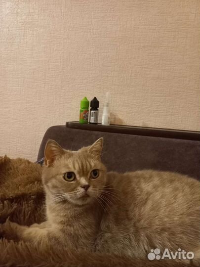 Кошка в дар бесплатно