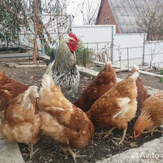 Куры несушки