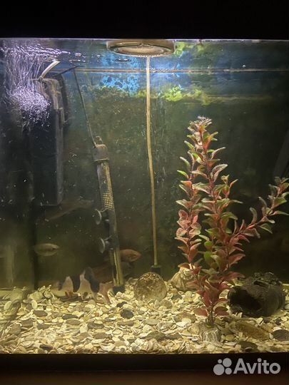 Аквариум 70 литров с рыбами