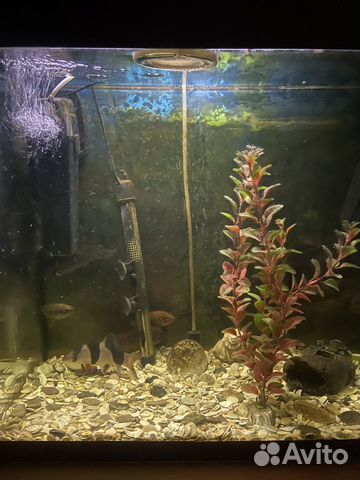 Аквариум 70 литров с рыбами