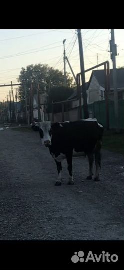 Корова дойная
