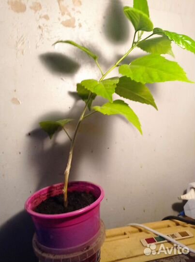 Гибискус махровый красный