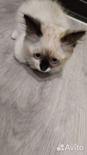 Отдам в добрые руки кошечку