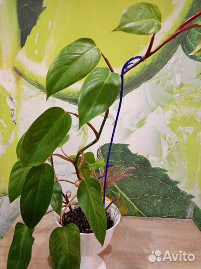 Филодендрон