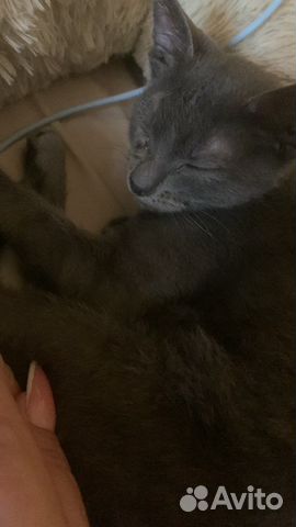 Котенок