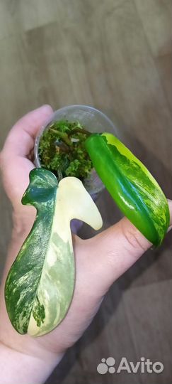 Филодендрон Маска вариегатная