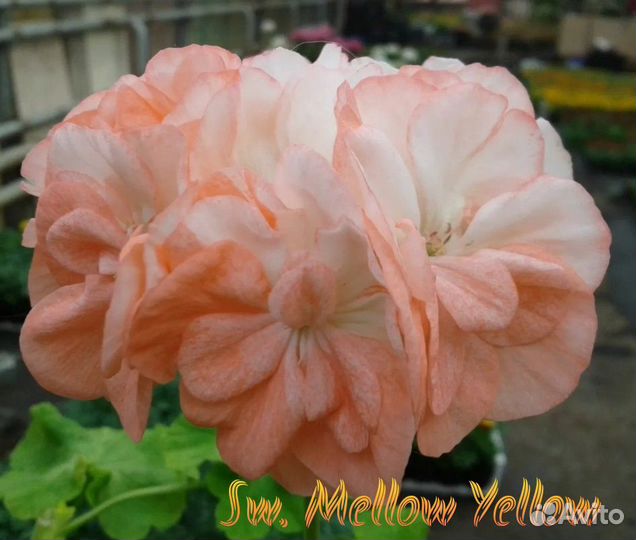 Пеларгония герань