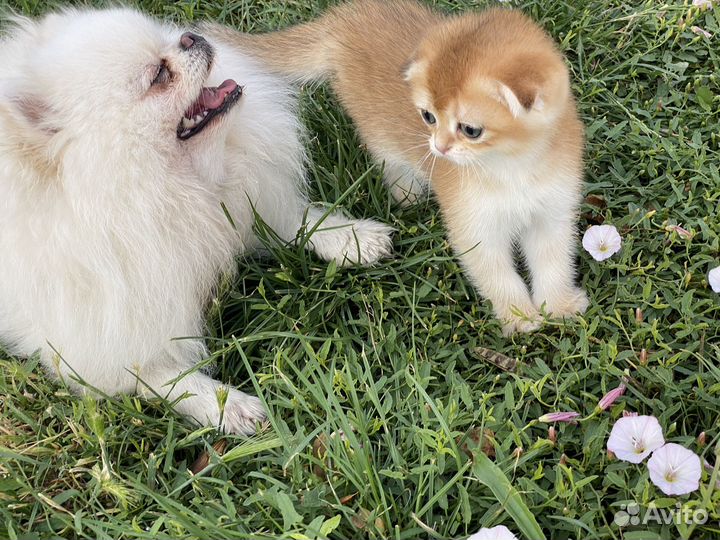 Шотландский золотой кот вязка