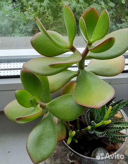 Суккуленты для садика