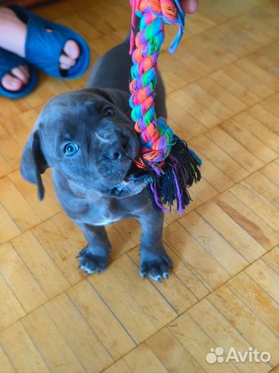 Итальянская Кане Корсо