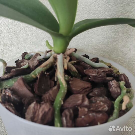 Орхидея фаленопсис