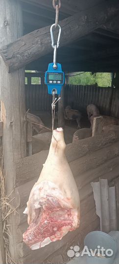 Мясо свинина домашняя