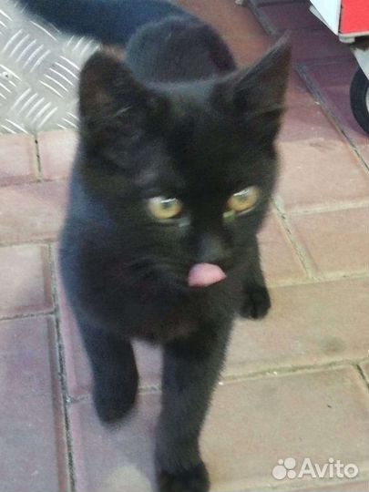 Котёнок мальчик