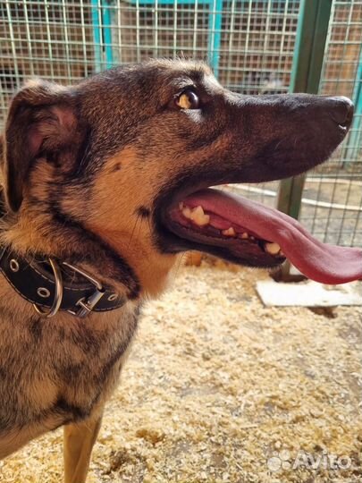 Лукас-добрый, понятливый песик ищет дом