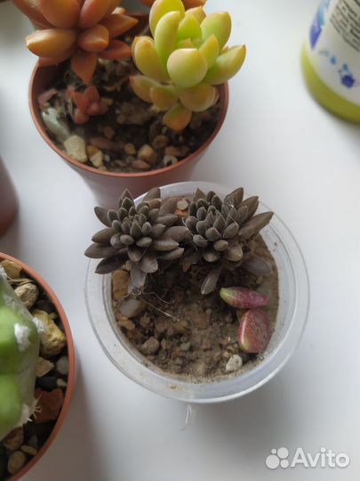 Суккуленты