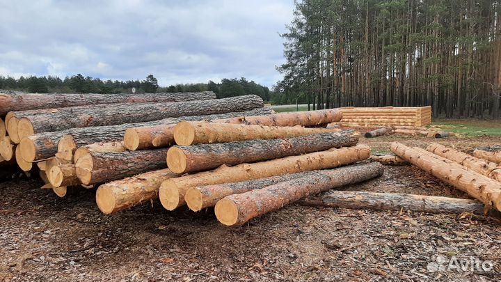 Сруб дома и бани из зимней сосны