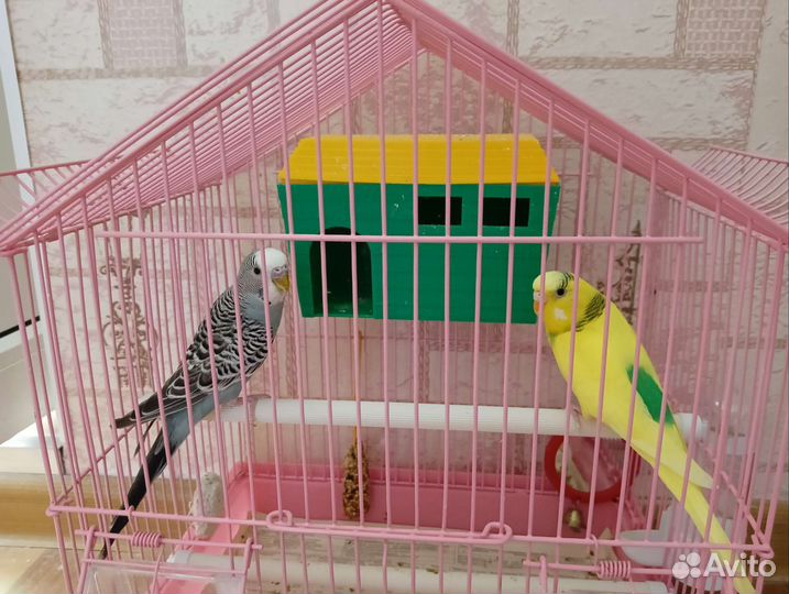 Волнистый попугай с клеткой