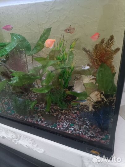 Аквариум