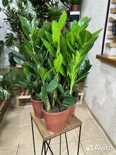 Замиокулькас