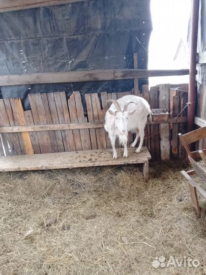 Продам дойных коз с козлятами