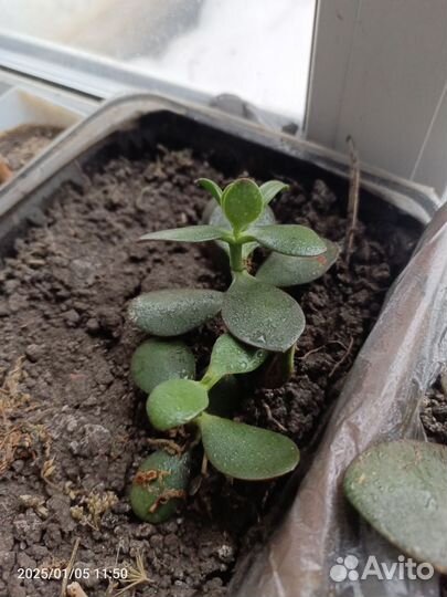 Цветок толстяка