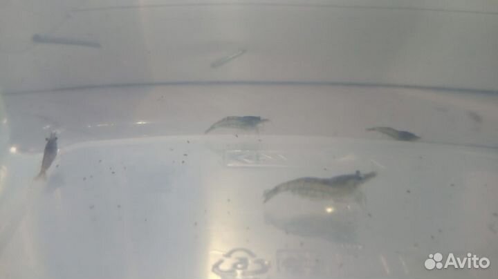 Креветки серые