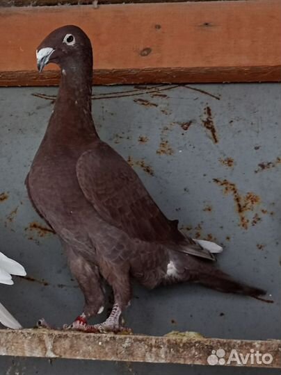 Голуби почтовые, русские
