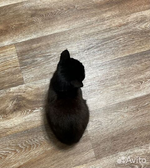 Кошка в дар