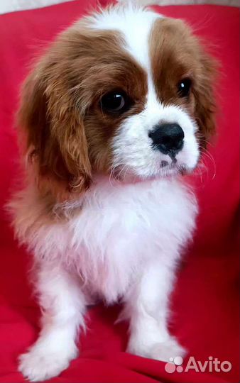 Кавалер Кинг Чарльз спаниель мальчик