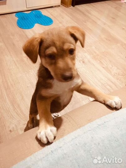 Щенок в добрые руки