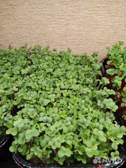 Набор для выращивания микрозелени