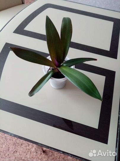 Традесканция белая