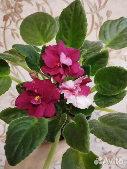 Сортовые фиалки