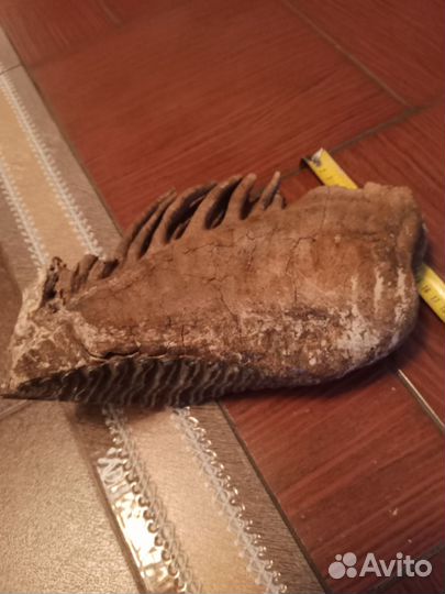 Зуб мамонта