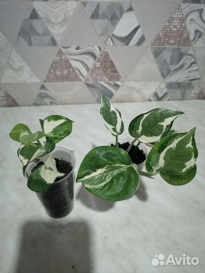 Сциндапсусы, циссусы