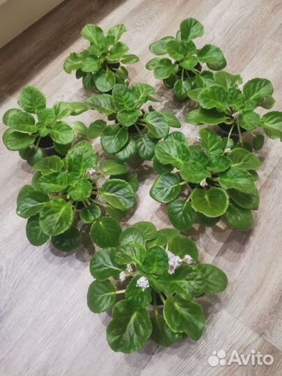 Фиалка рс Сливовый коктейль