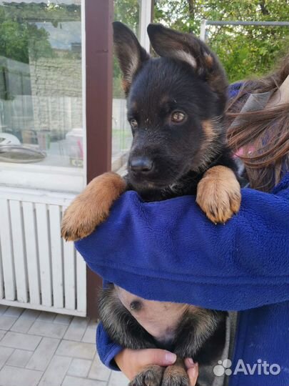 Продаются щенки немецкой овчарки