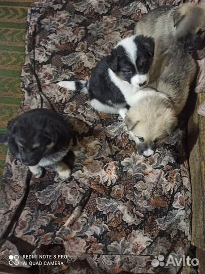 Щенки маламута