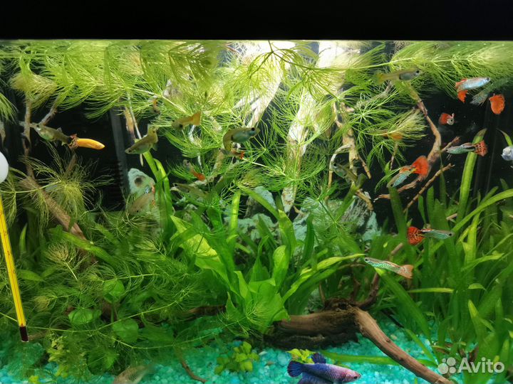 Аквариумные растения и рыбки моллинезия