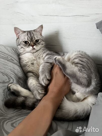 Кот шотландский в добрые руки