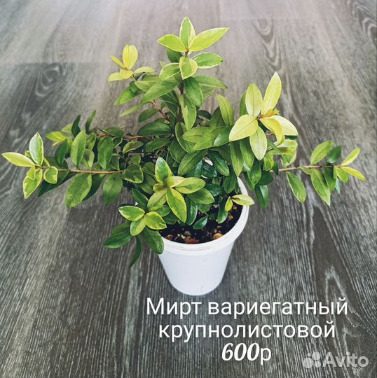 Цветы в подарок