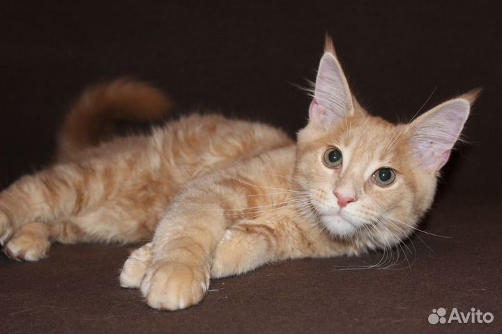 Котята из питомника