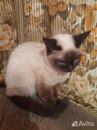 Сиамская кошечка