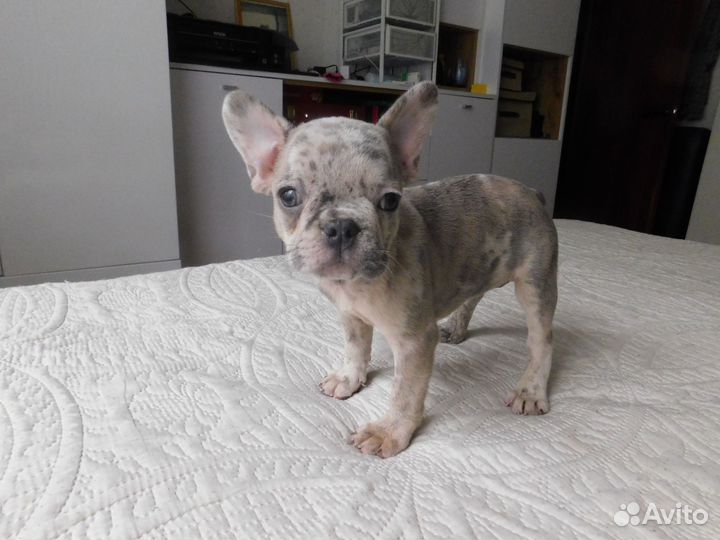 Щенок Французского Бульдога. Шикарная девочка:)