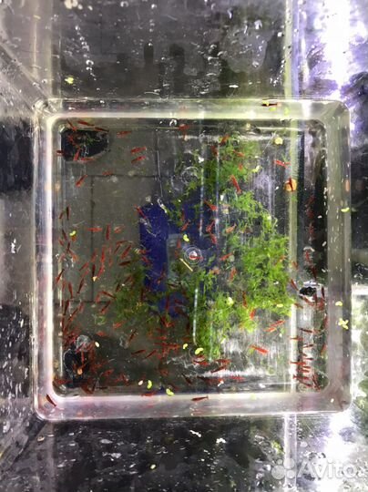 Карликовый оранжевый рак