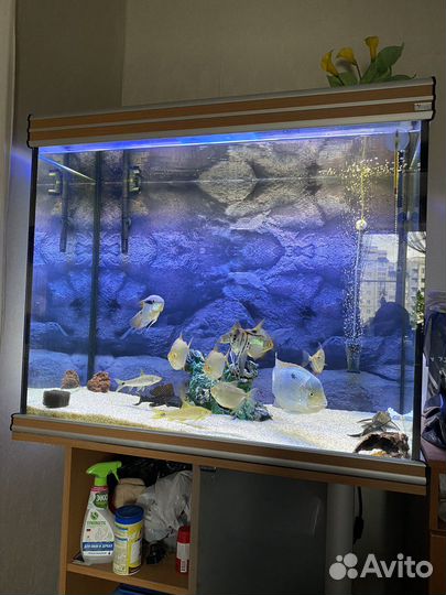 Аквариум