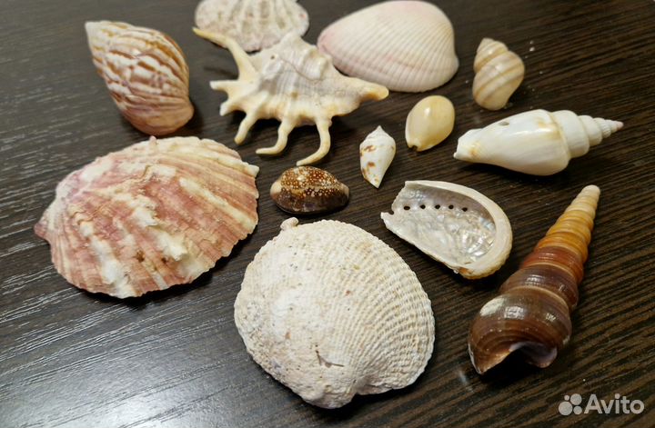 Ракушки морские